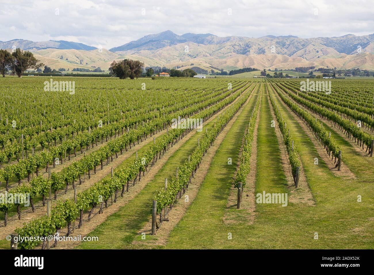 View of beautiful Marlborough vineyards (near Blenheim) with sunlit hills backdrop. Stock Photo