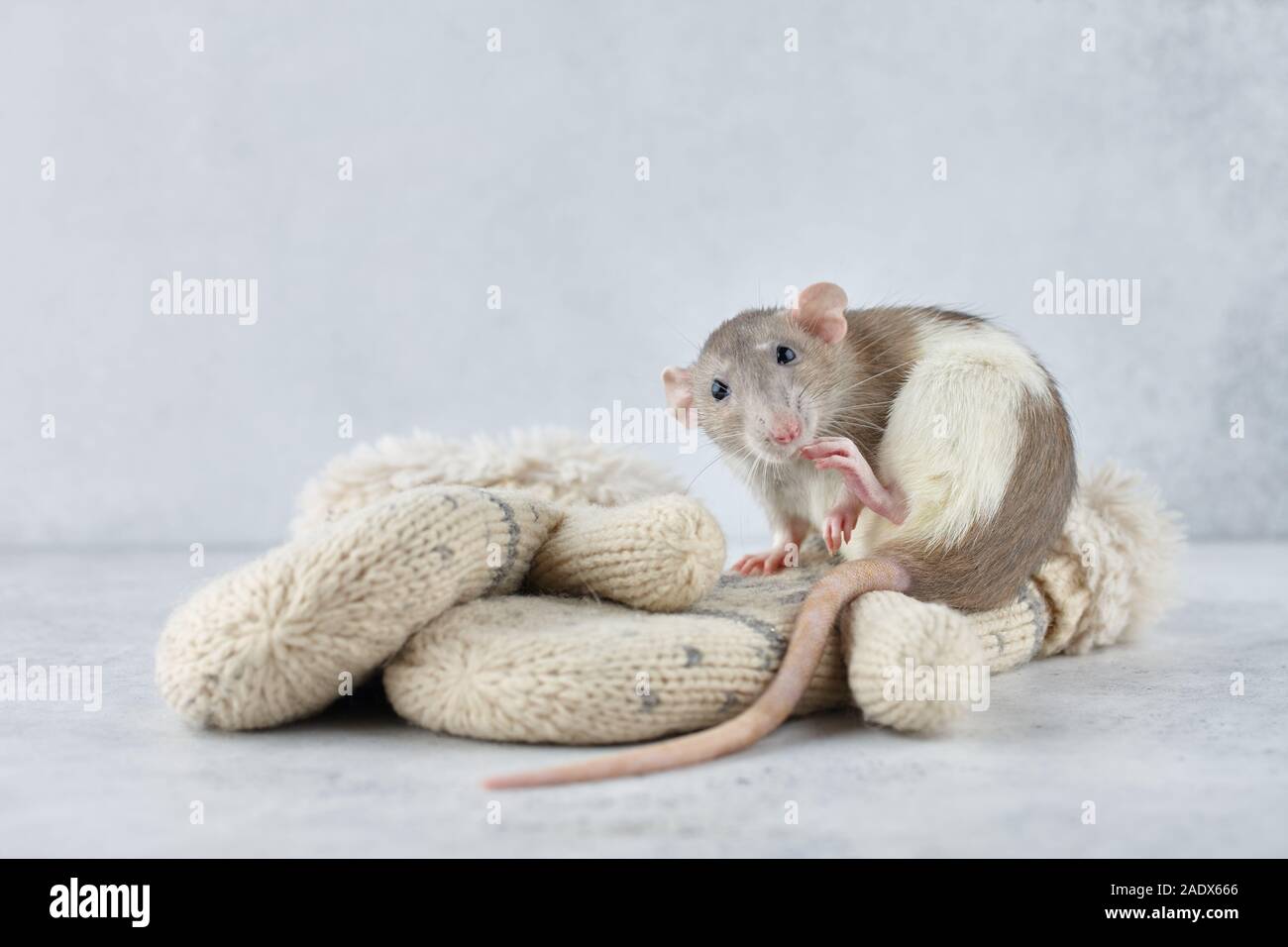 Rat on winter mittens. New Year 2020 symbol. Stock Photo