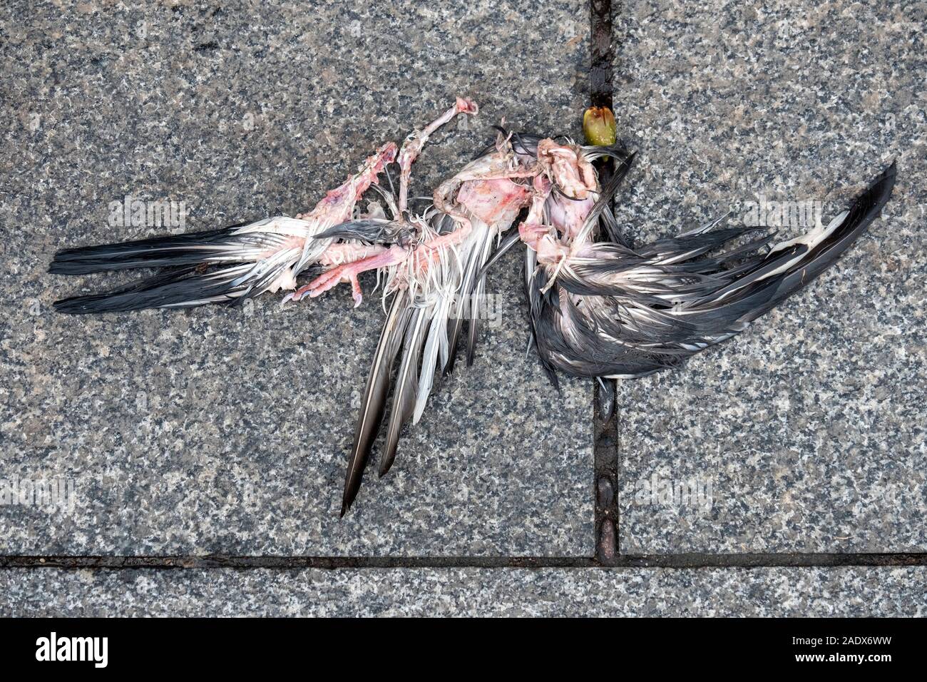 Cadaver of a dead pigeon bird Stock Photo