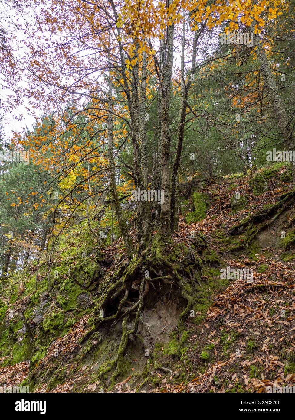 Tree roots underground hi-res stock photography and images - Alamy