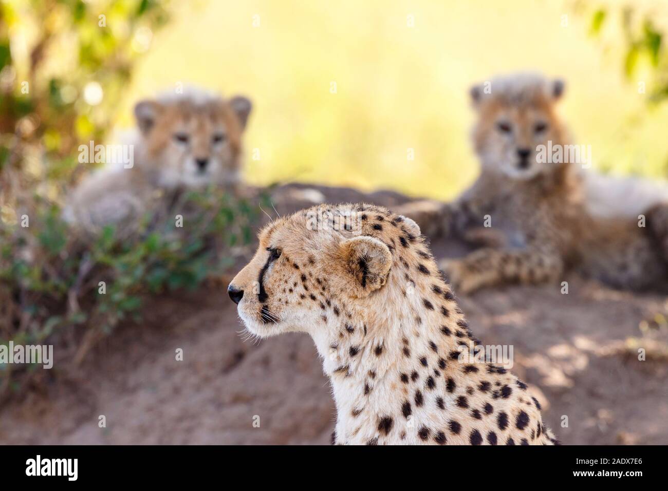 Vigilant Cheetah with her cubs in the shade Stock Photo