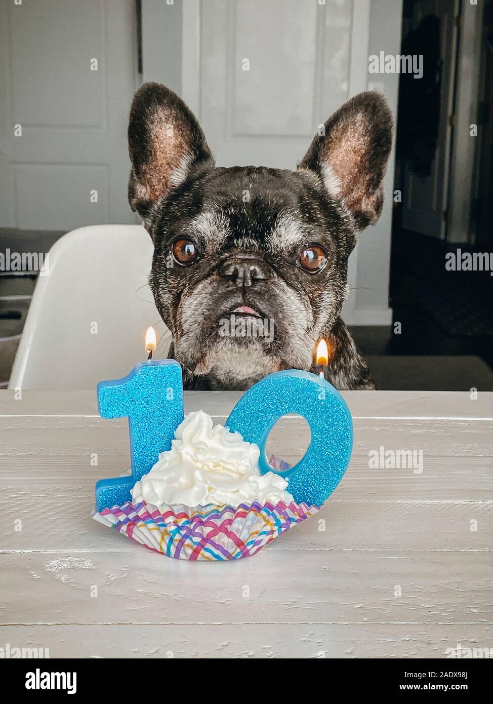 Bulldog birthday cheap party