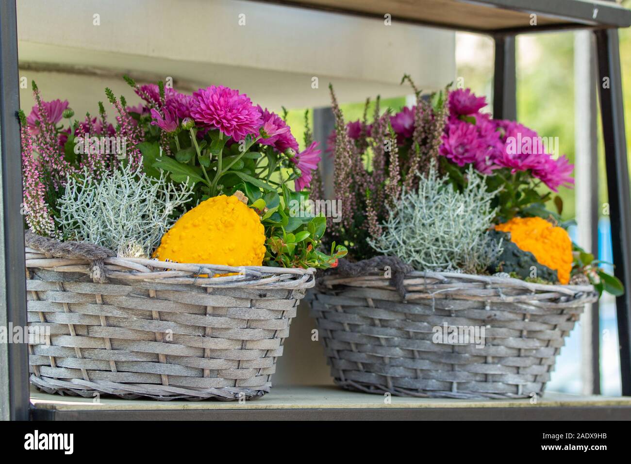 Gift wicker baskets with flowers and pumpkins. Chrysanthemum, heather, Leucophyta brownii, Silver Nugget, pumpkin. Beautiful decorative bouquet design Stock Photo