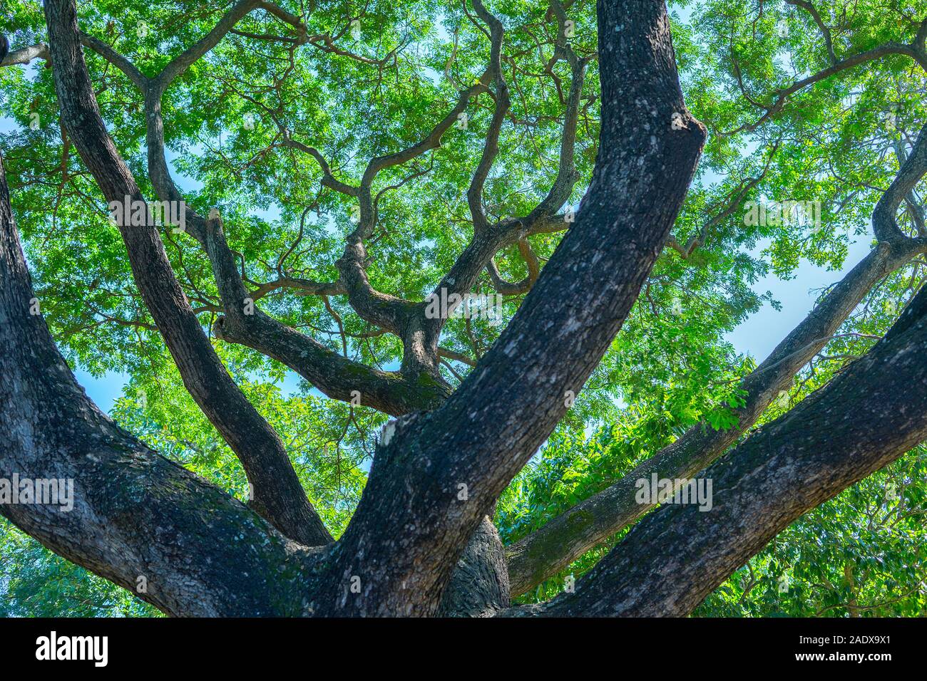 bottom view of tree in jungle and lighting of morning.forest and ...