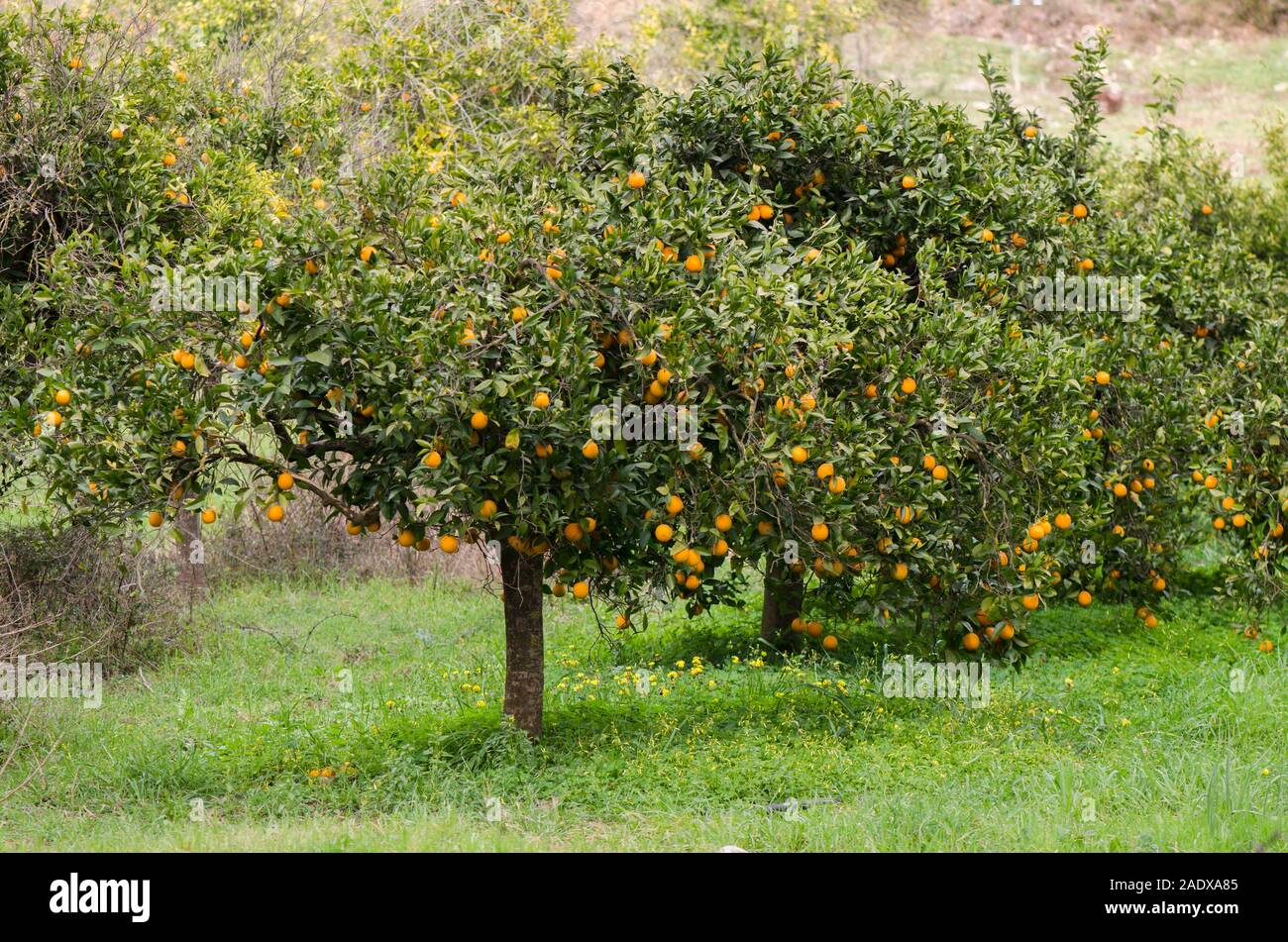 Orange trees orchard. Andalusia, Spain Stock Photo Alamy
