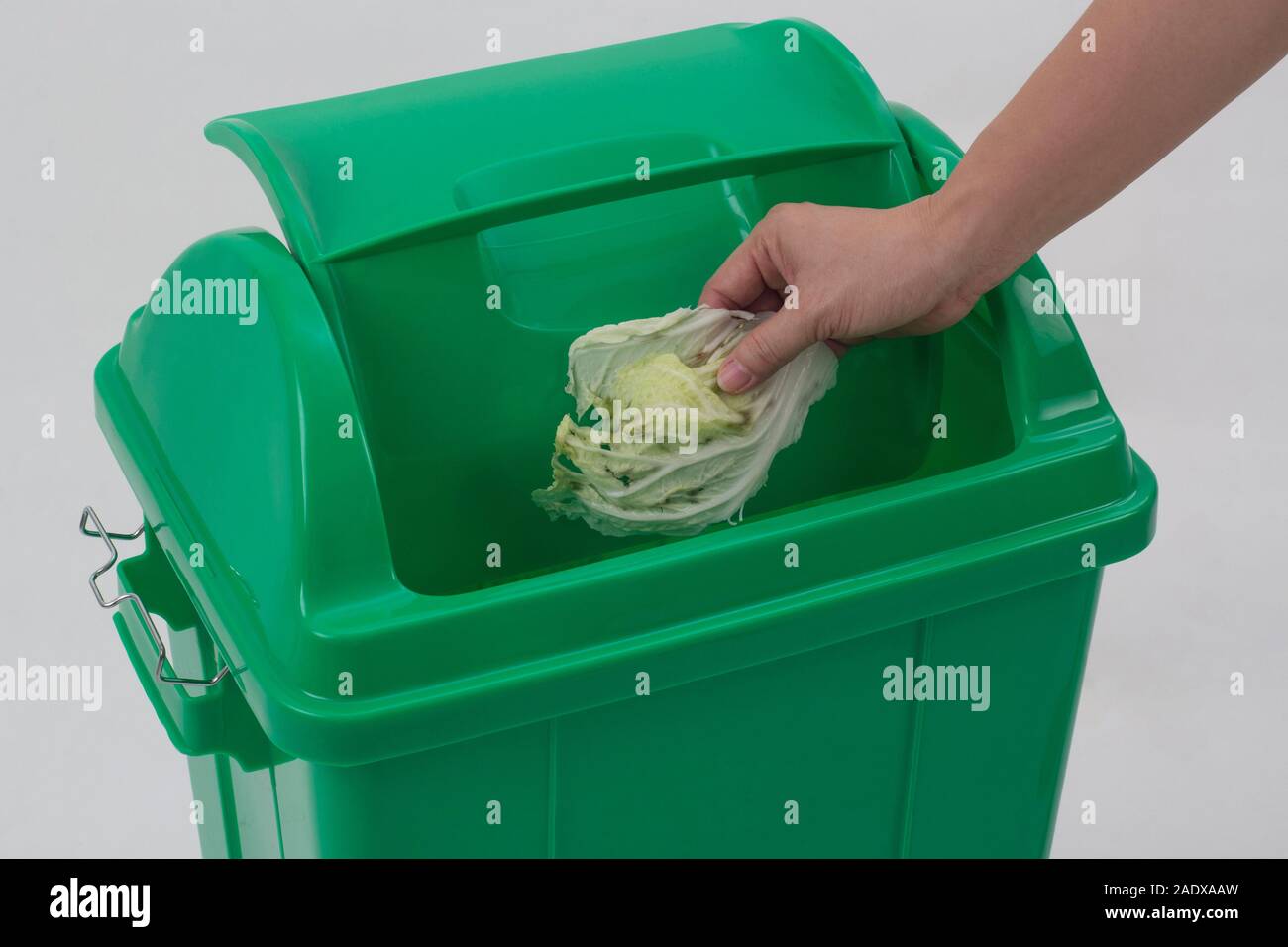 woman hand holding cabbage into the trash isolated on white background