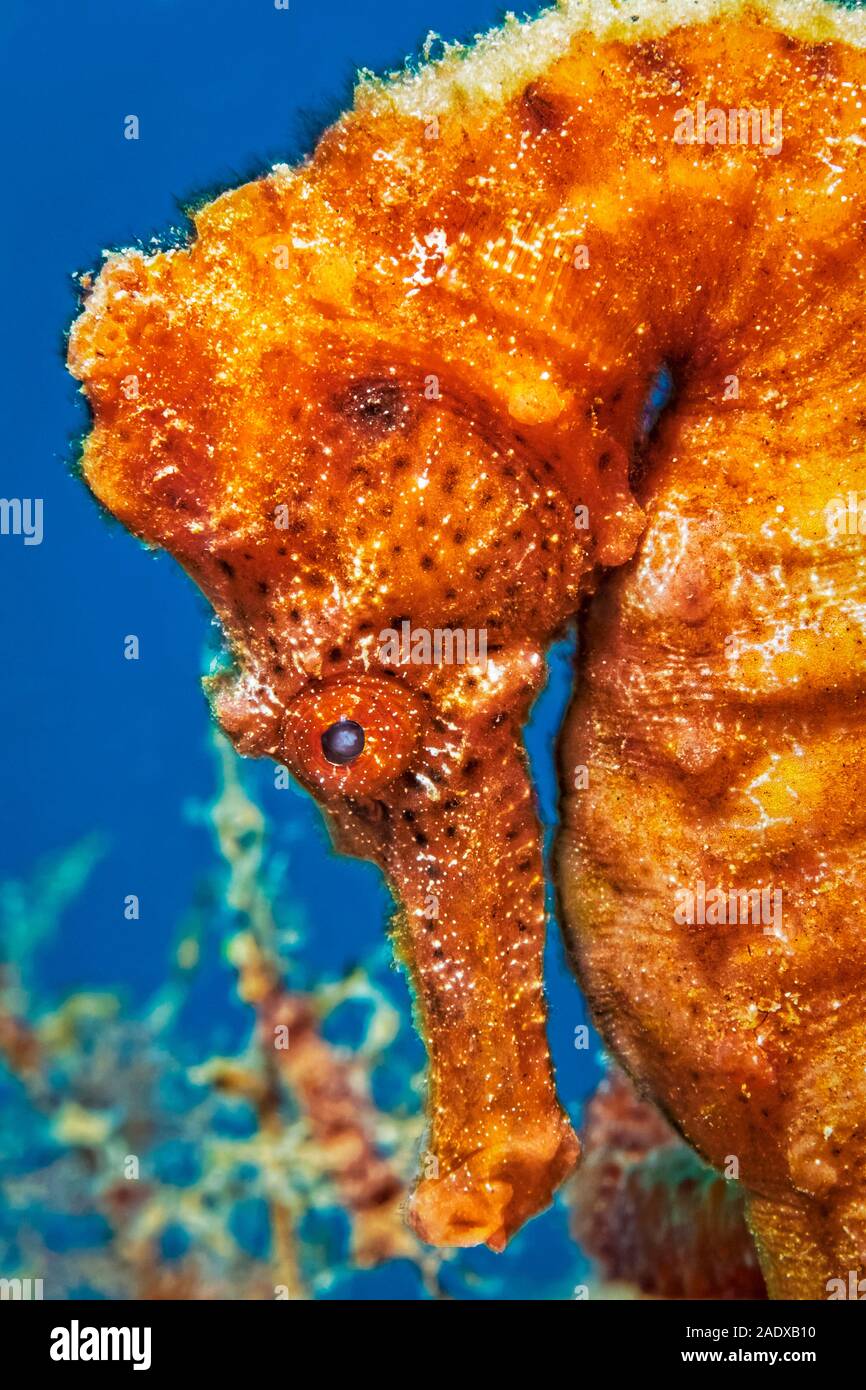 Slender seahorse hires stock photography and images Alamy