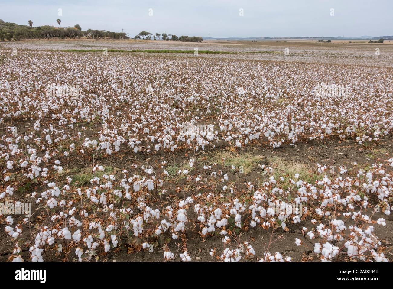 Cotton cultivation hires stock photography and images Alamy