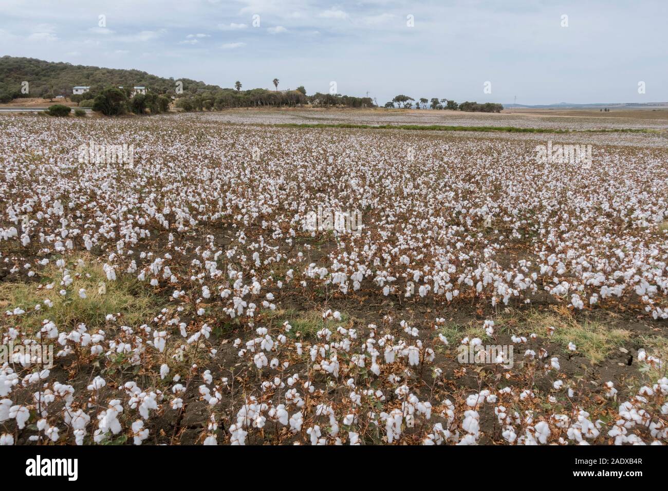 Cotton cultivation hires stock photography and images Alamy