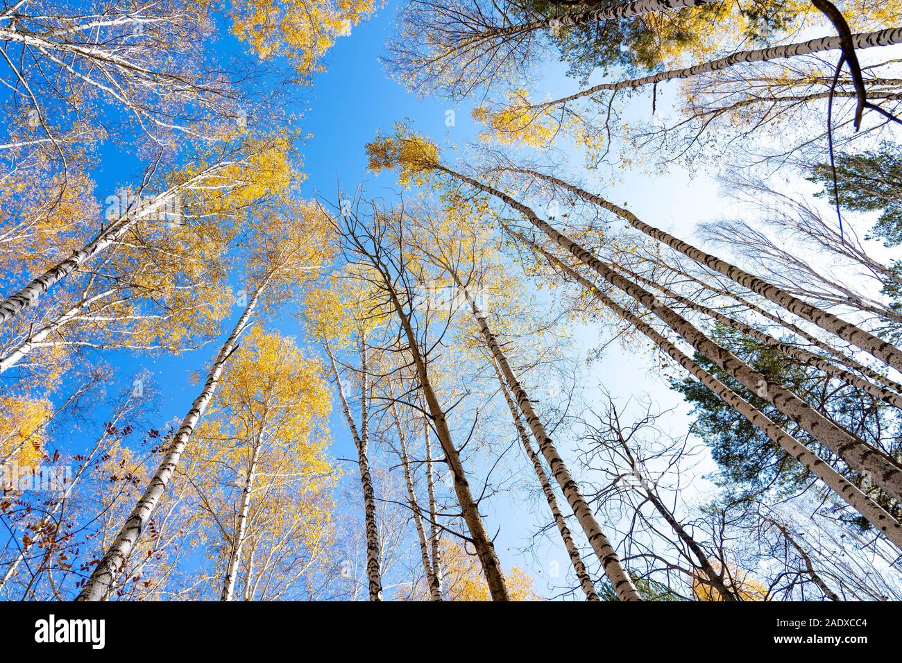 Yellow crown of birch in the fall against the blue sky. Birch trunk ...