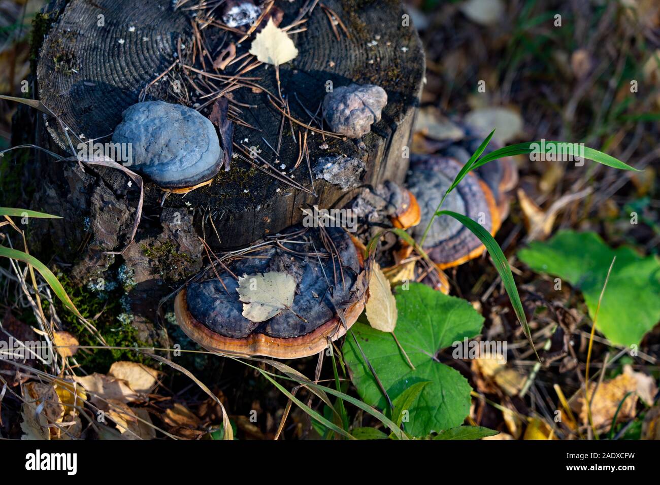 Mushrooms on a forest stump Stock Photo - Alamy