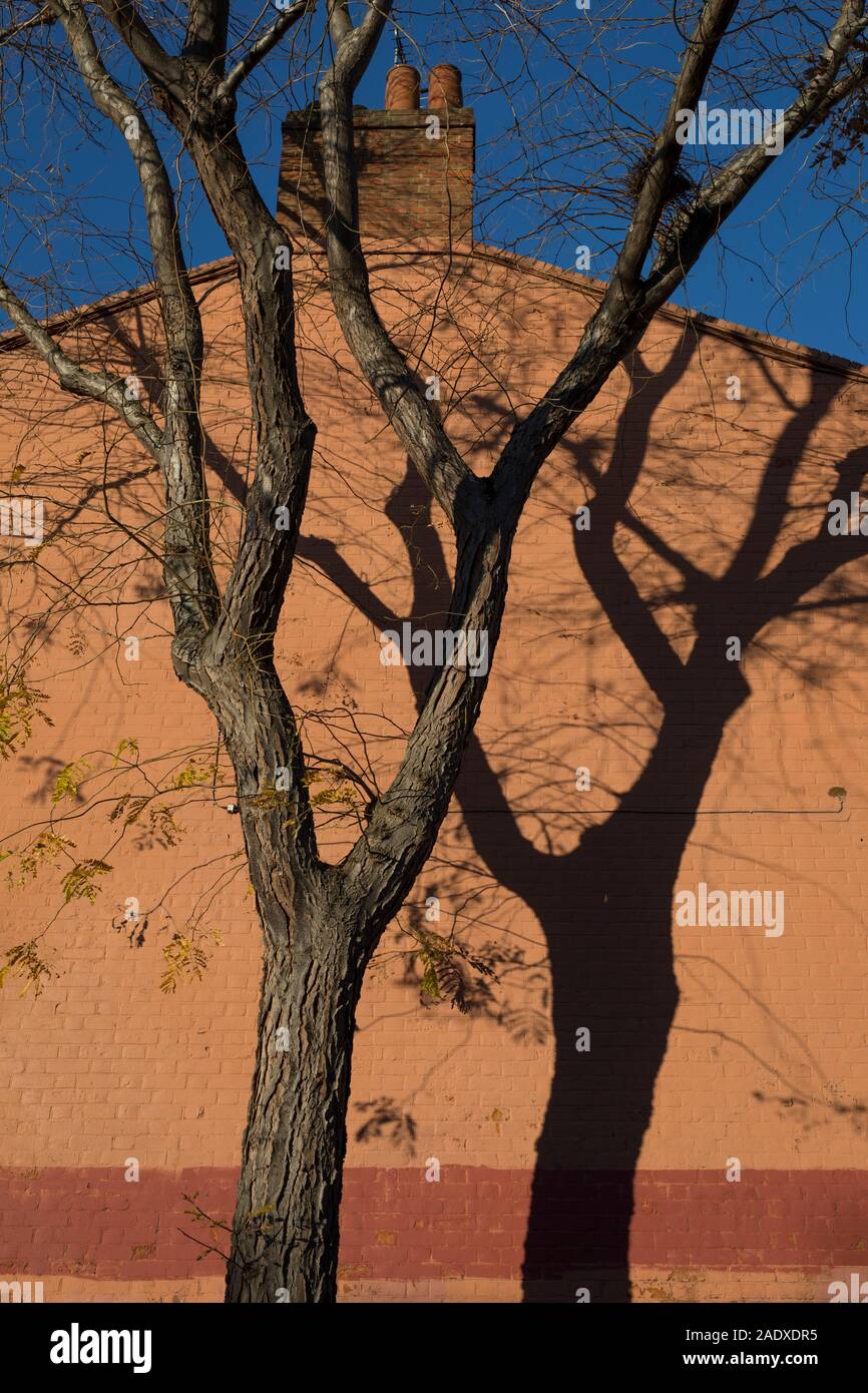 A tree in winter leaving its shadow on the end wall of a residential house in East Dulwich, in south London, England, on 4th December 2019. Stock Photo