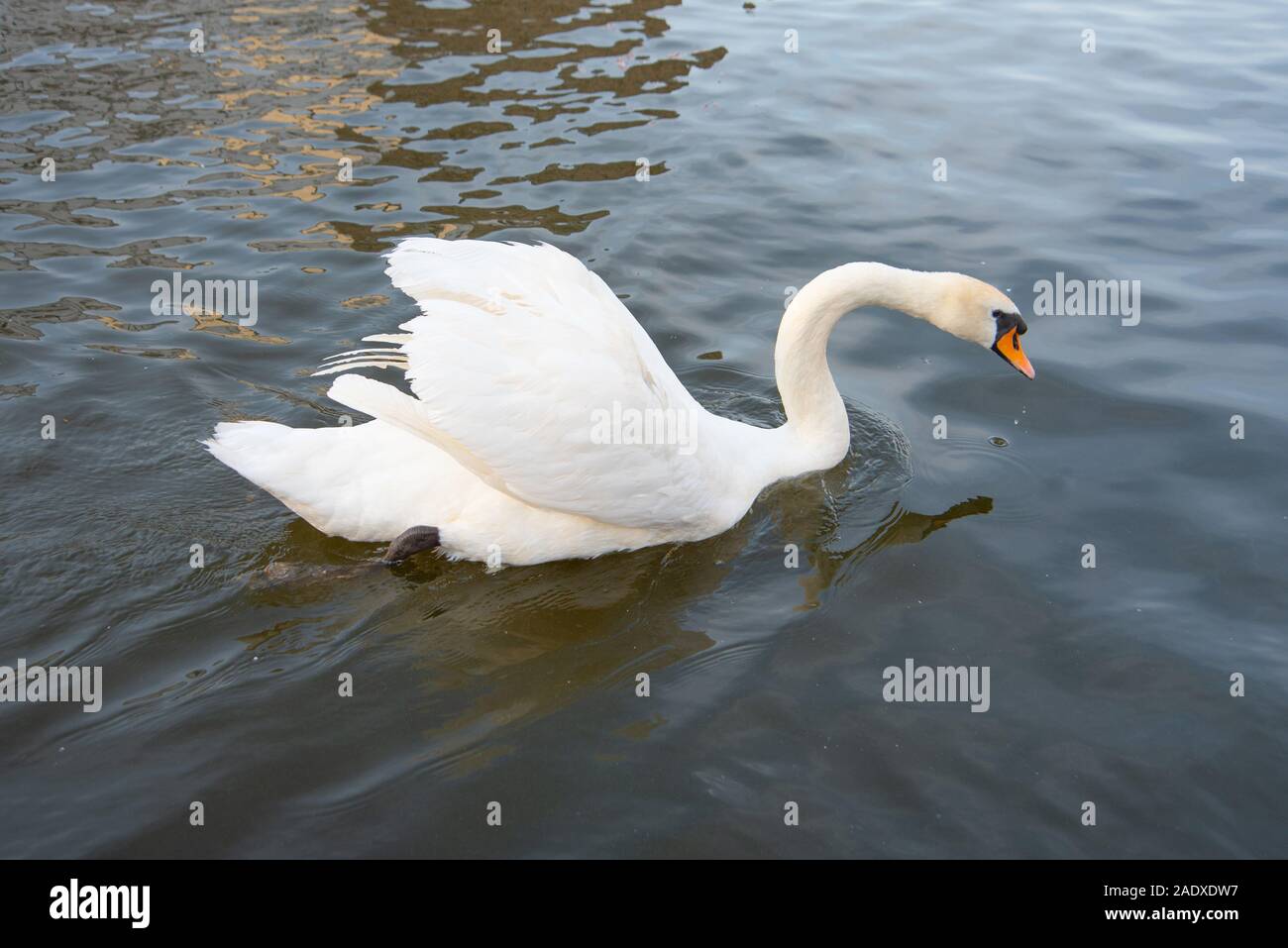 White swan swimming in the lake. Elegant bird Stock Photo - Alamy