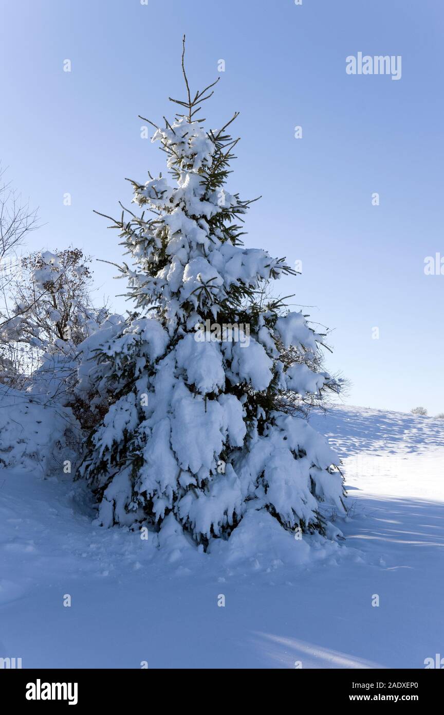 Balsam fir tree,Abies balsamea, covered in heavy snow, sunny day following snow storm. Stock Photo