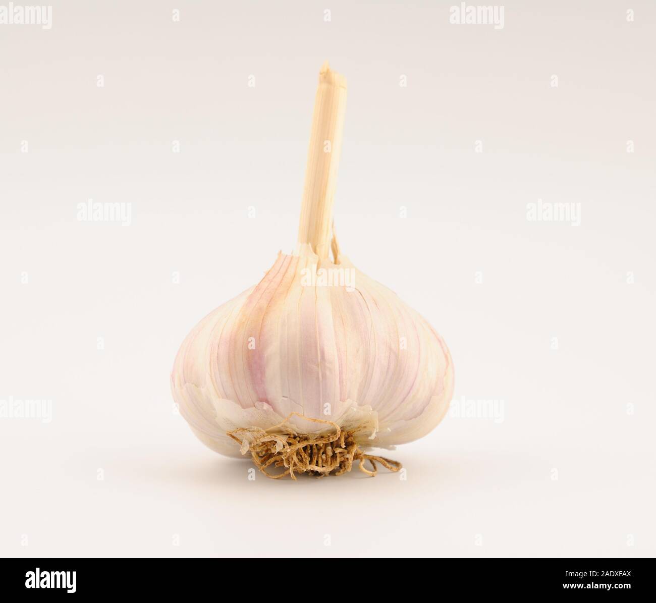 Head of garlic isolated on a white background Stock Photo