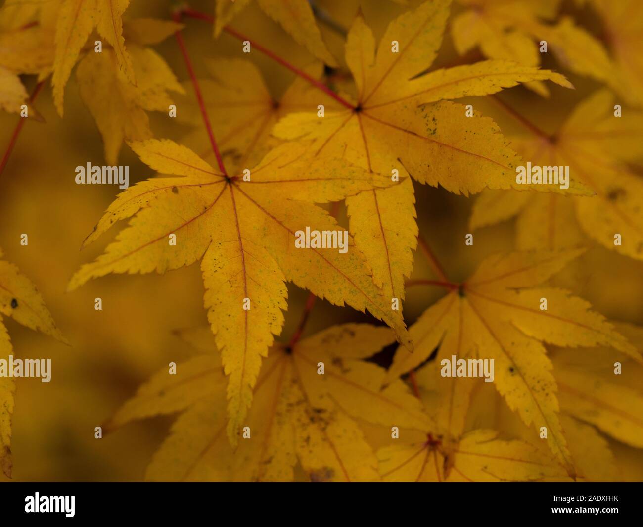 Closeup of lovely bright yellow leaves on an Acer tree in autumn Stock Photo