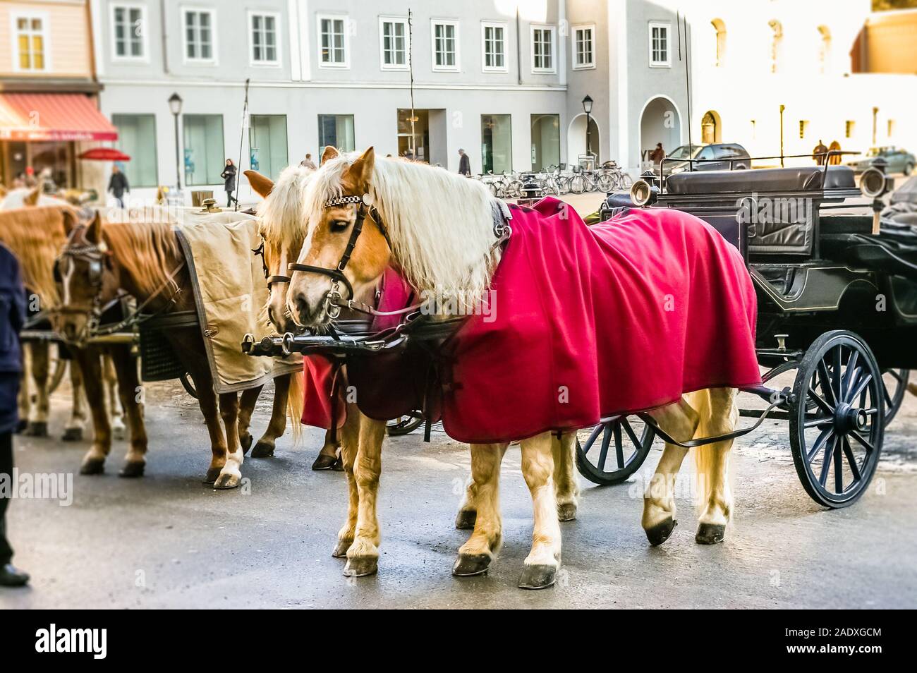 Harnessed horse carriage walk hi-res stock photography and images - Alamy