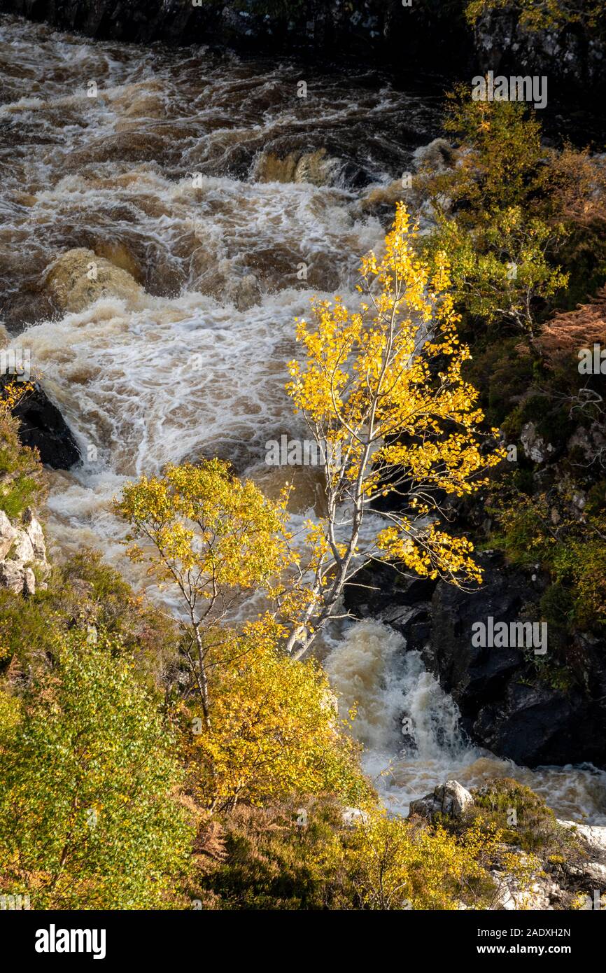 RIVER KIRKAIG SUTHERLAND SCOTLAND ASPEN TREE WITH YELLOW AUTUMN LEAVES OVER THE FALLS OF KIRKAIG Stock Photo