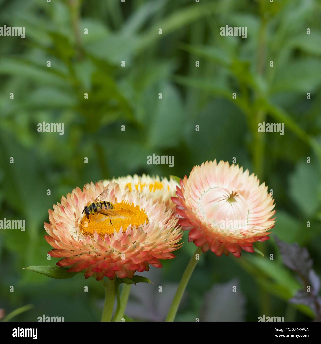 Three orange flowers with soft green background Stock Photo