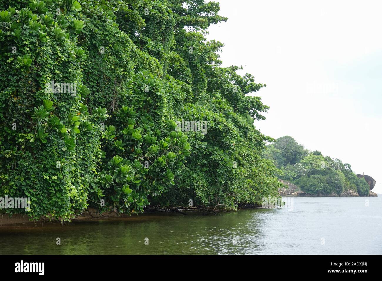 Mangrove trees on the river Bentota Ganga in the southwest Sri Lanka Stock Photo