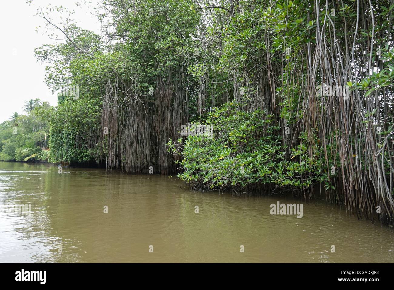 Mangrove forests along the river in Sri Lanka Stock Photo