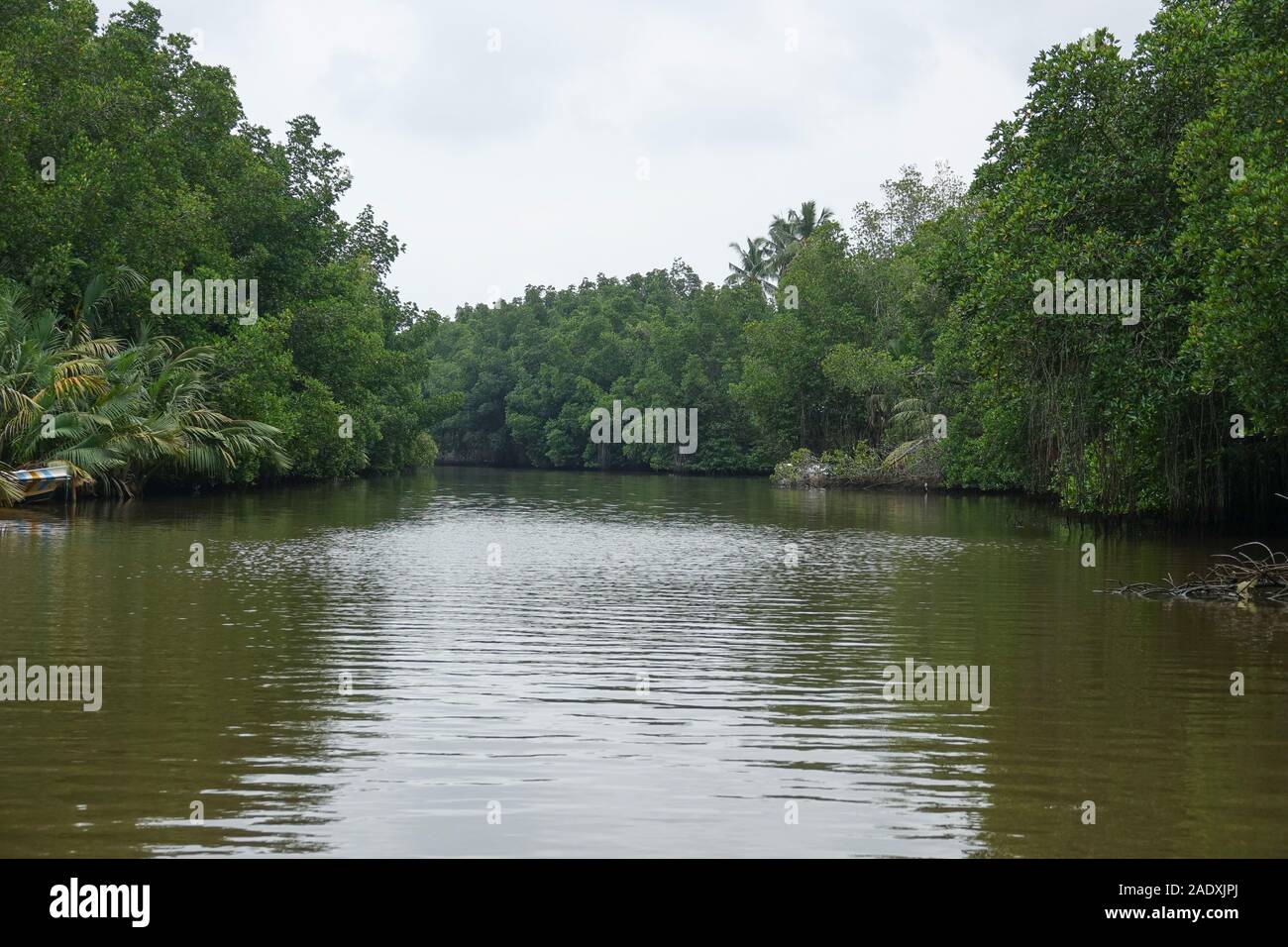 Mangrove forests along the river in Sri Lanka Stock Photo