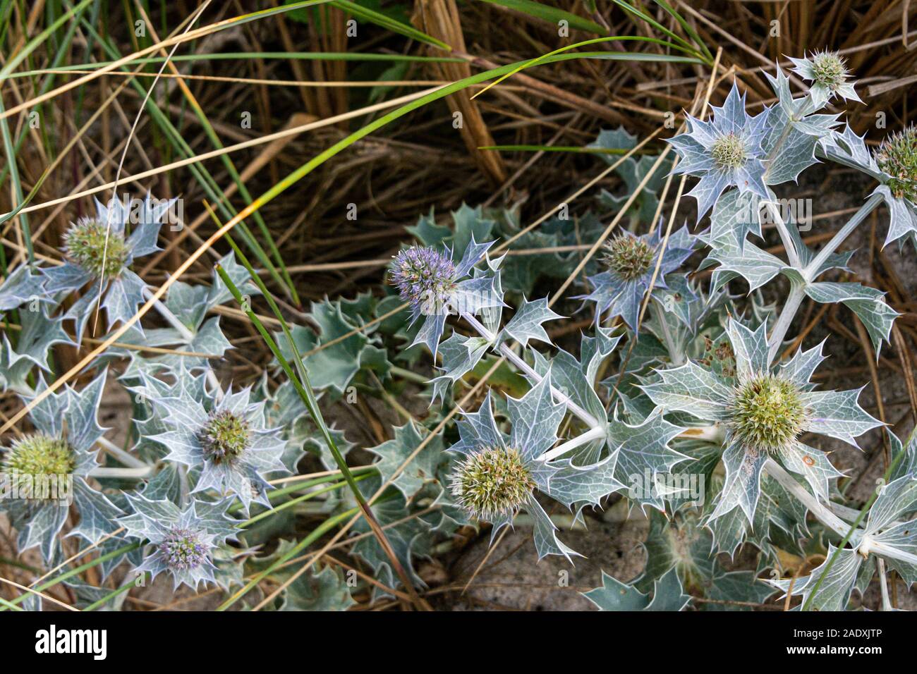 Sea eryngo (Eryngium maritimum Stock Photo Alamy
