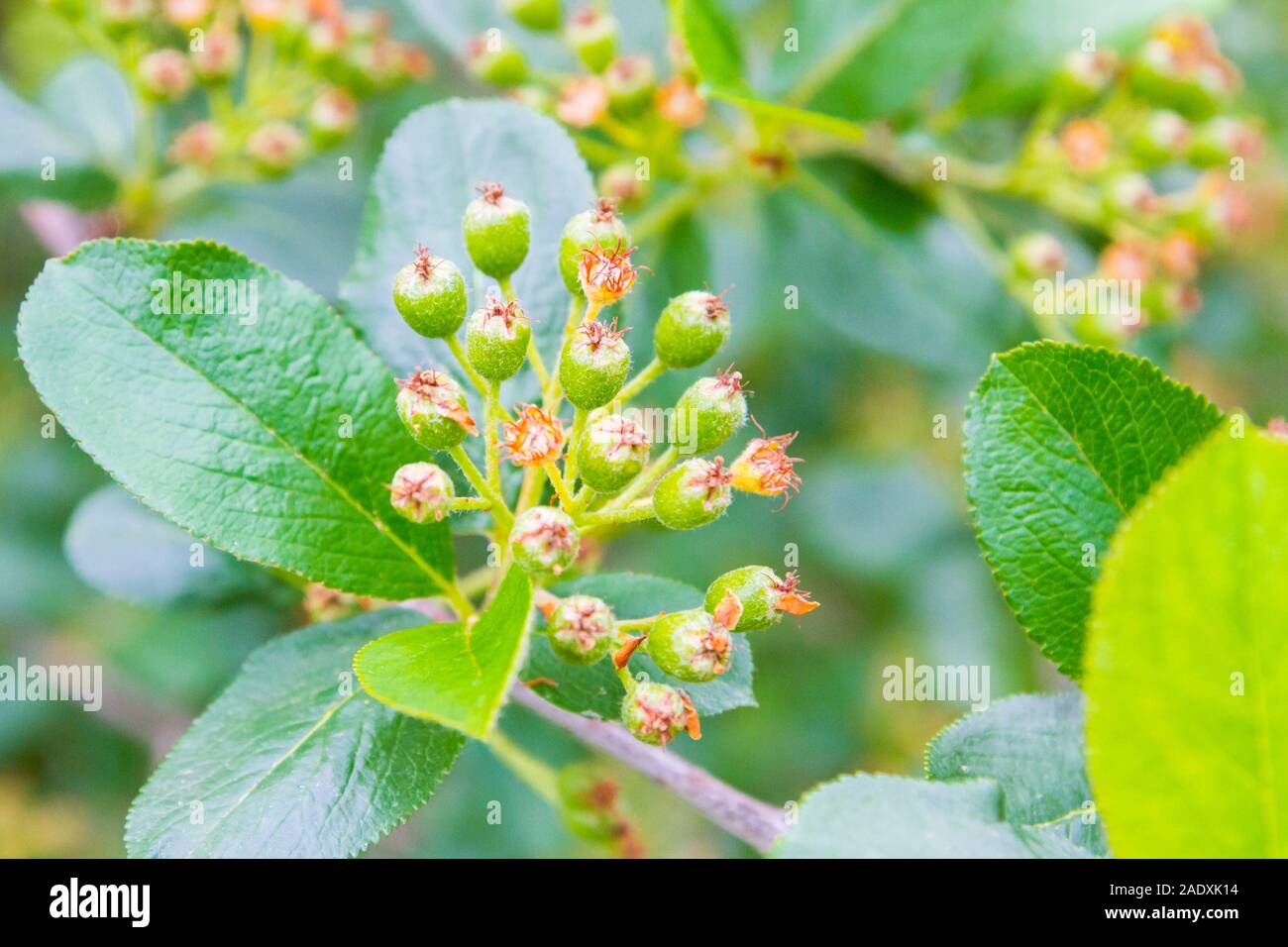 Blackberries begin to ripen on the Bush in early summer Stock Photo - Alamy
