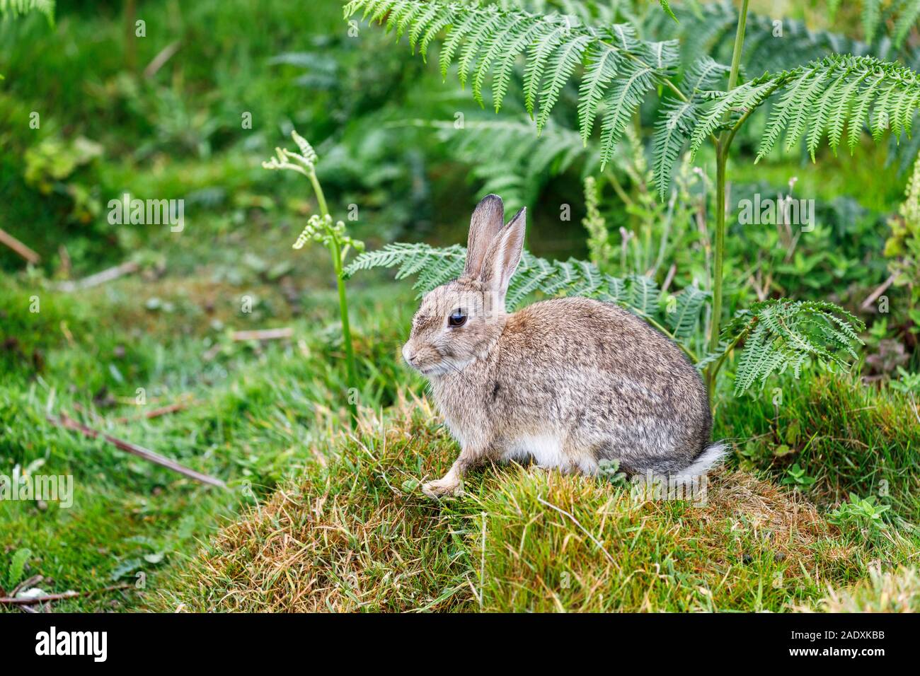 European rabbit (Oryctolagus cuniculus) in grass and bracken on Skomer, a nature reserve island off the west Wales coast in Pembrokeshire Stock Photo