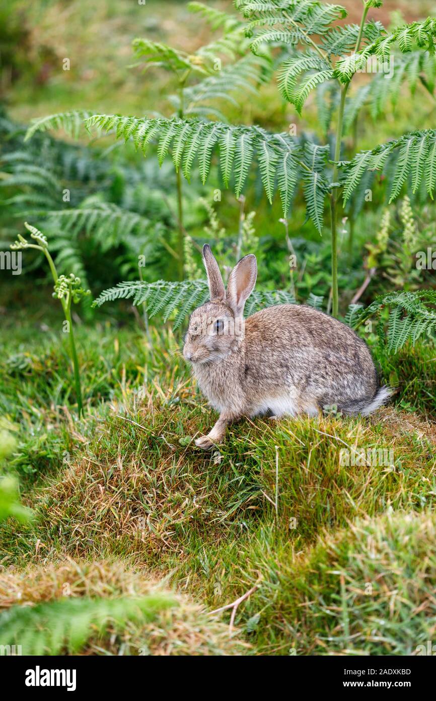 European rabbit (Oryctolagus cuniculus) in grass and bracken on Skomer, a nature reserve island off the west Wales coast in Pembrokeshire Stock Photo