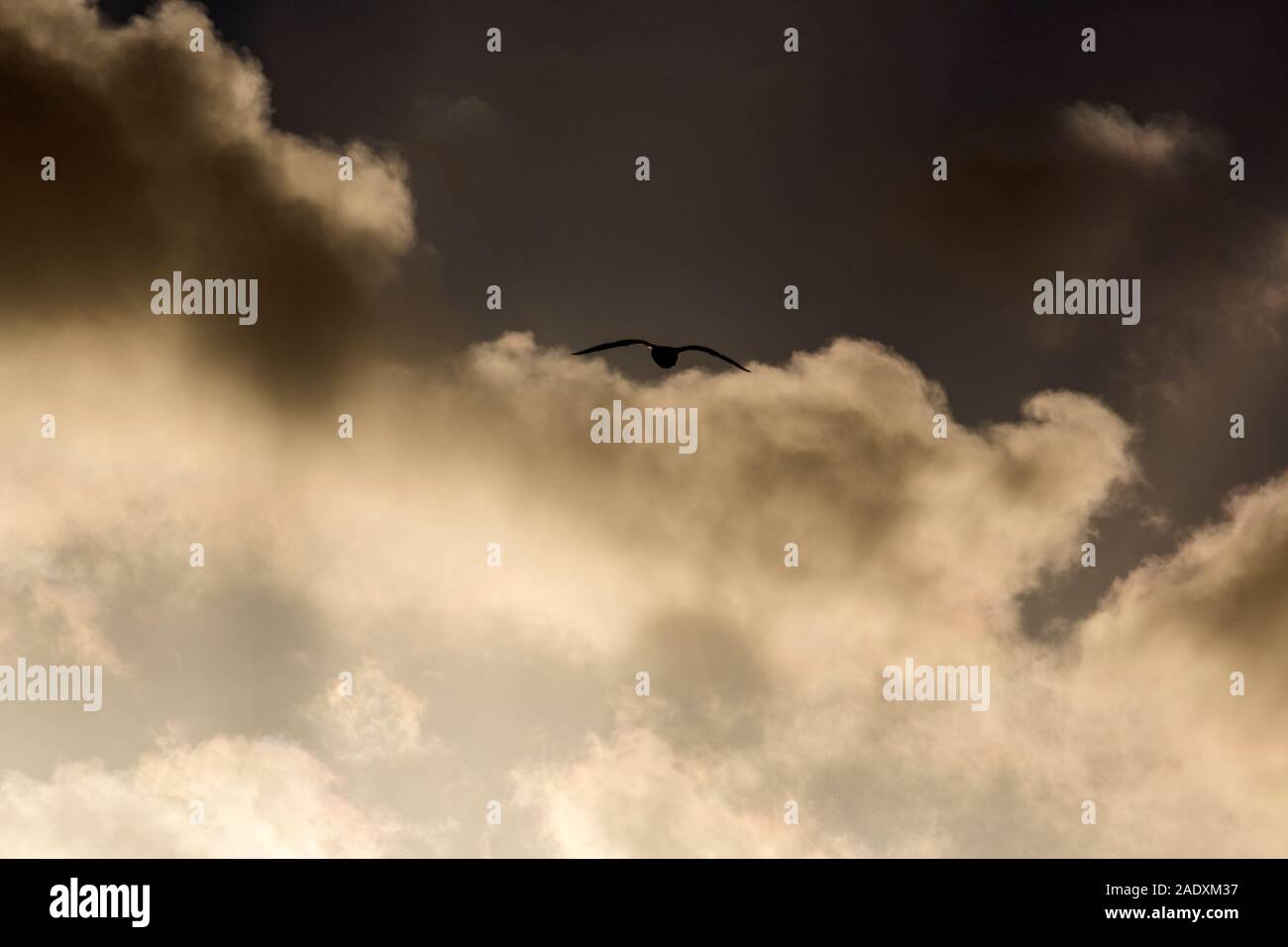Sylt, Kampen, Moewe im Flug, Wolken, Sonne, dramatisch Stock Photo