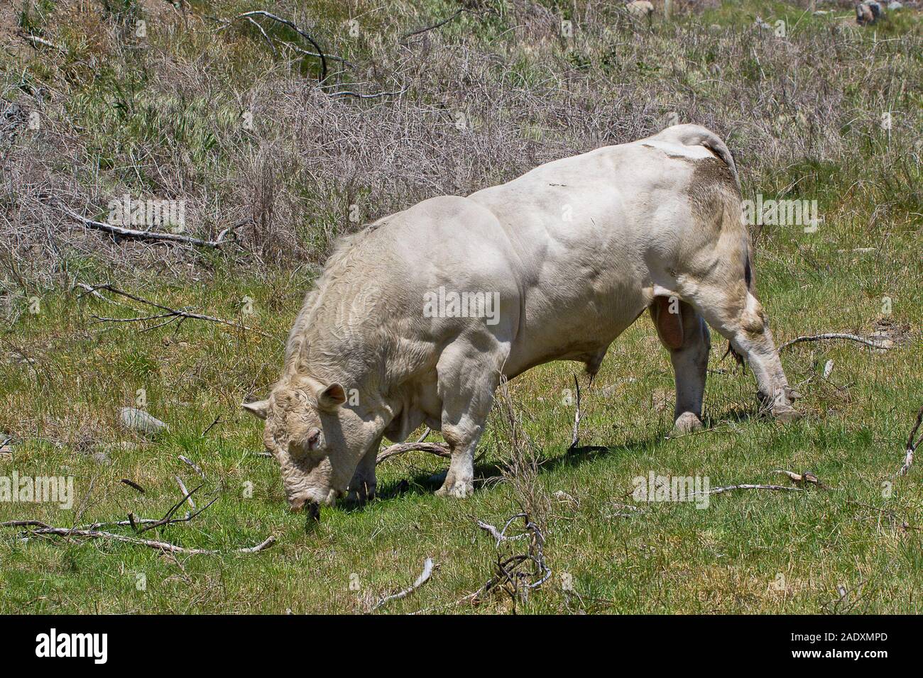 Large white Charolais bull grazing in a field. Stock Photo