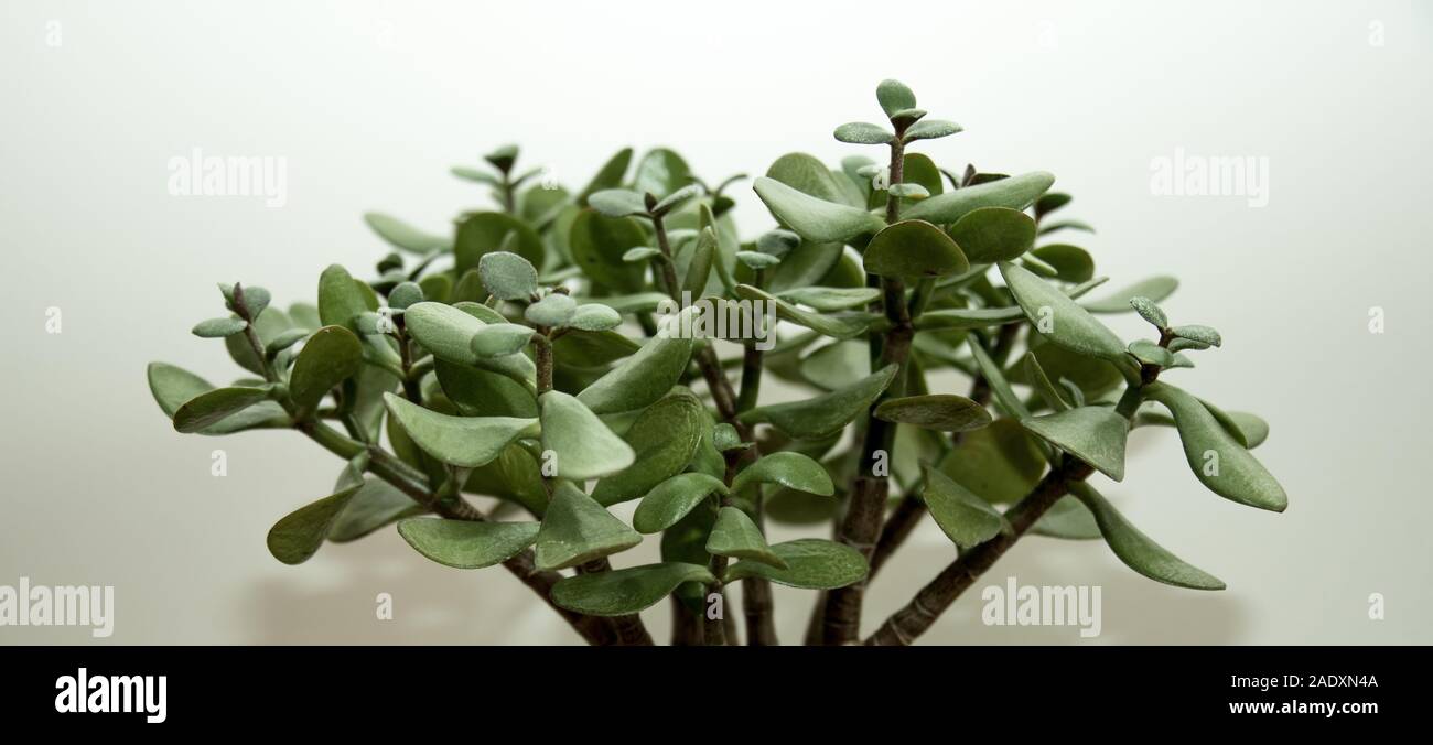 Plante grasse en gros plan sur fond blanc Stock Photo - Alamy