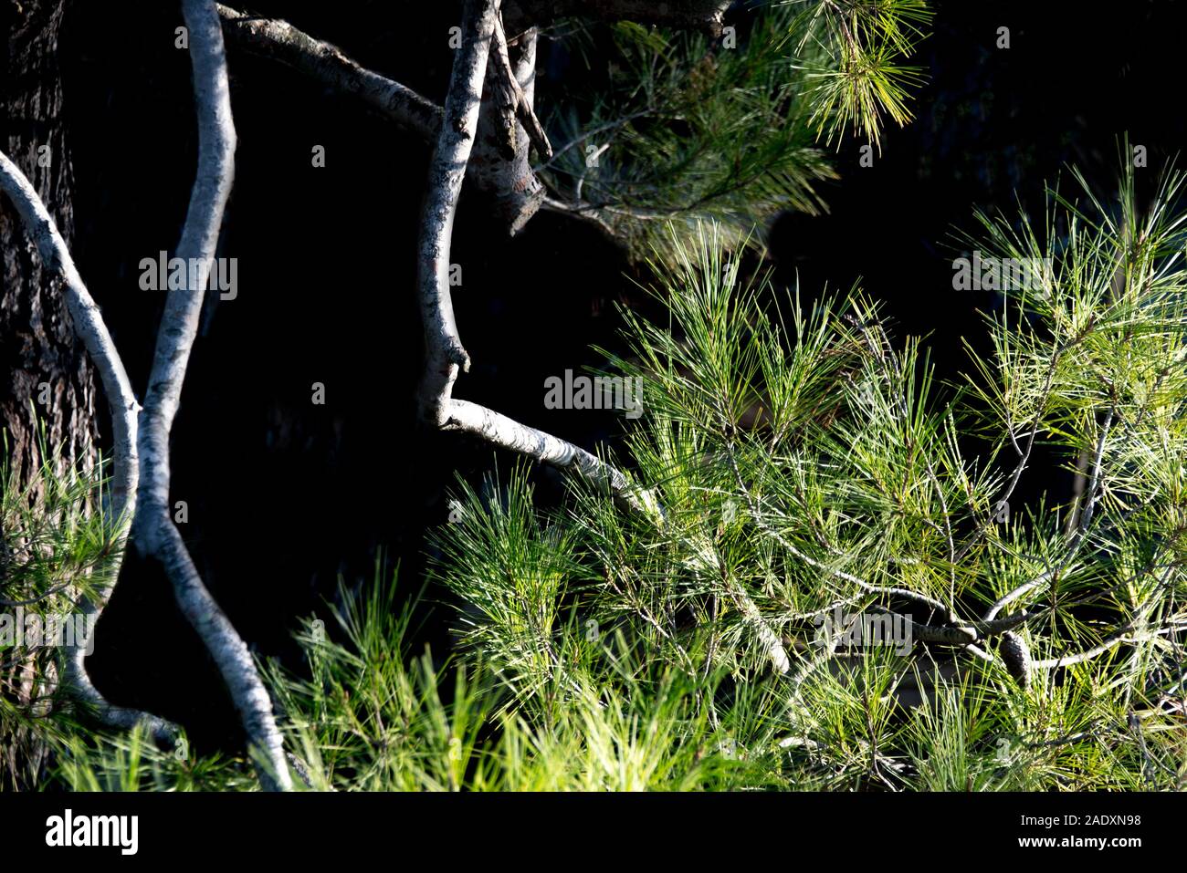 branches de pin blanches aiguilles vertes sur fond noir Stock Photo