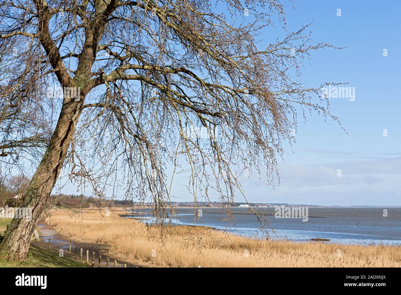 Keitum, Wattenmeer, Ufer, Schilf, Reetgras, Haeuser Stock Photo