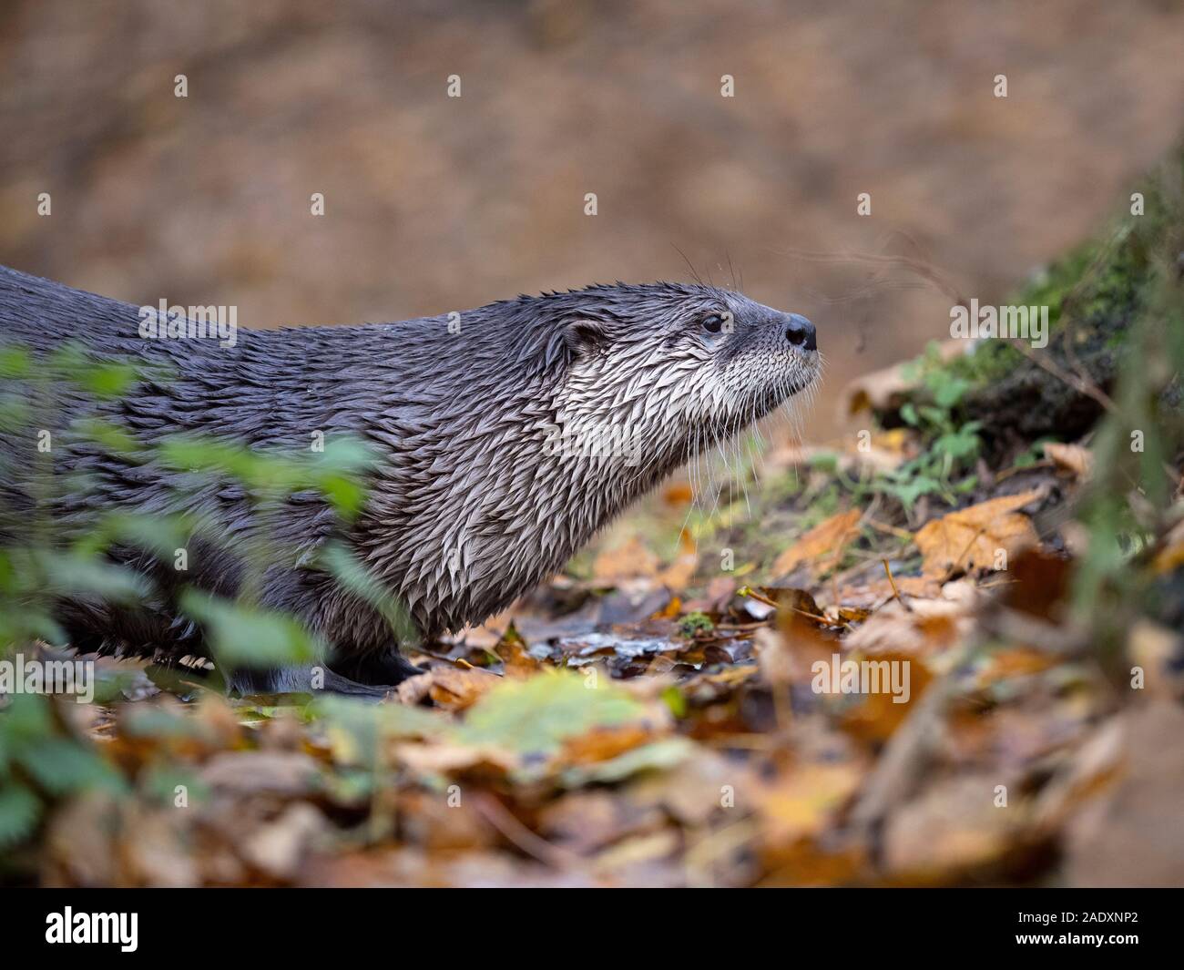 American river otter Lontra canadensis eating fish Stock Photo