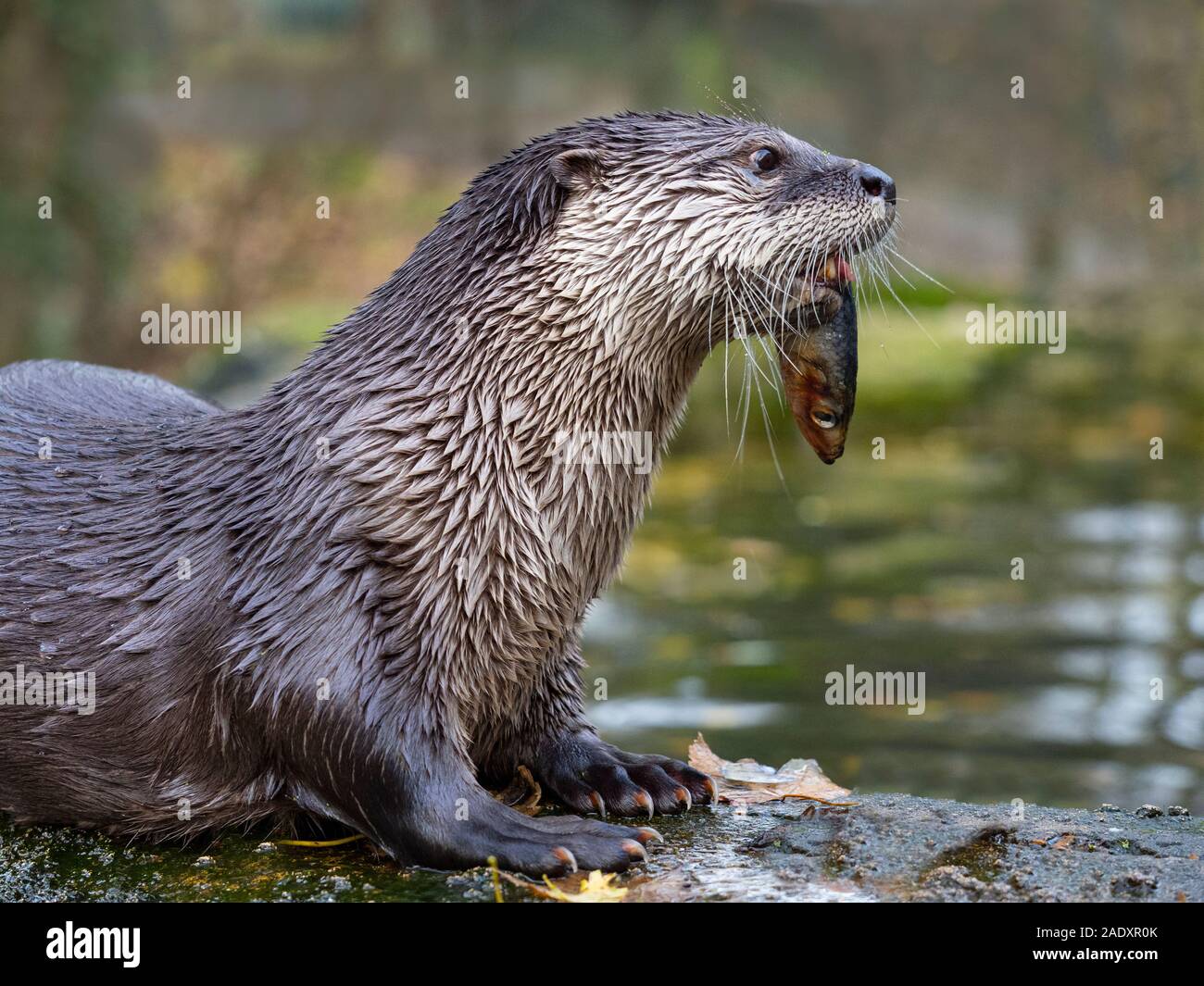River otter lontra canadensis eating hi-res stock photography and