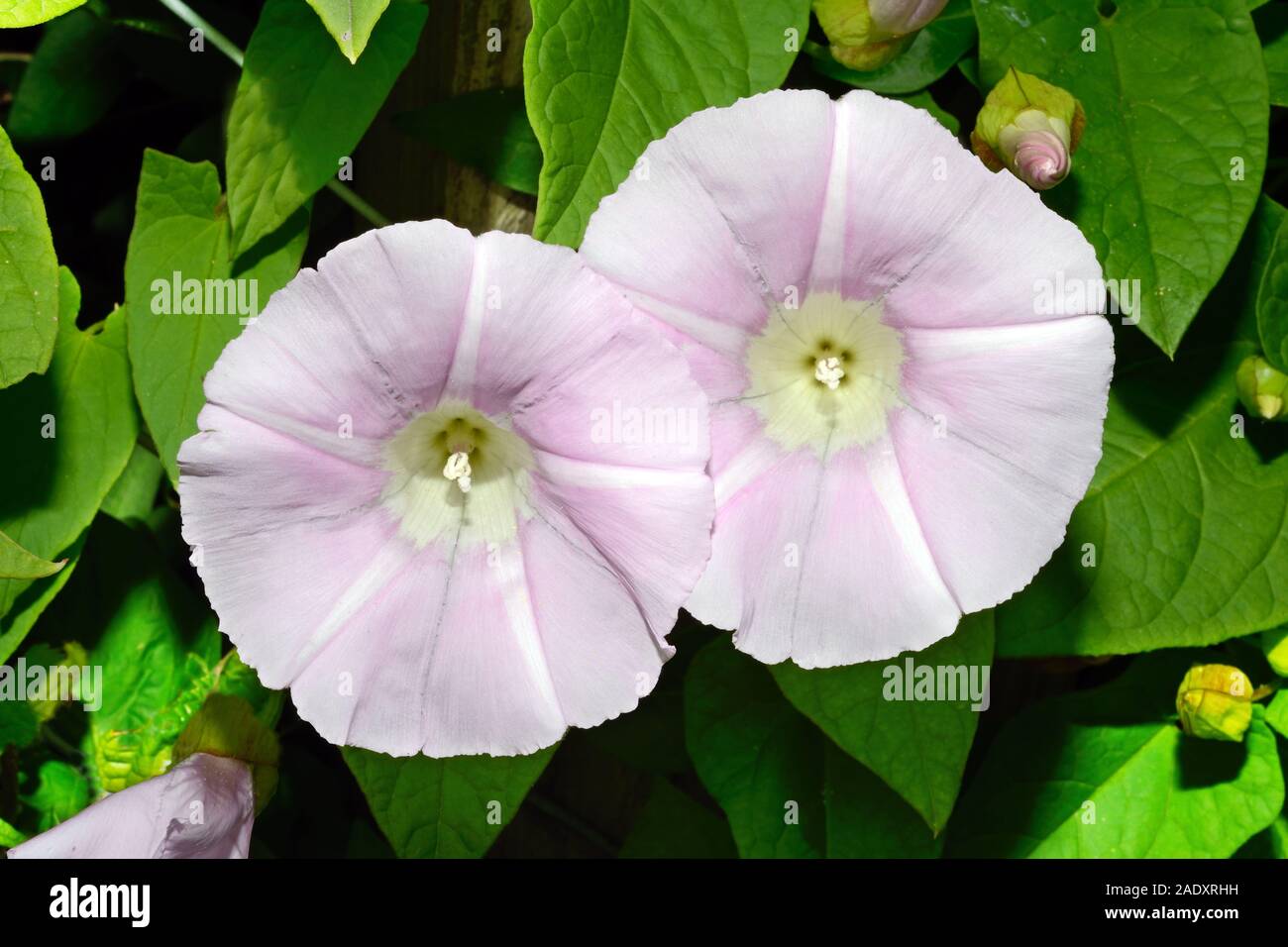 The largest species of bindweed hi-res stock photography and images - Alamy