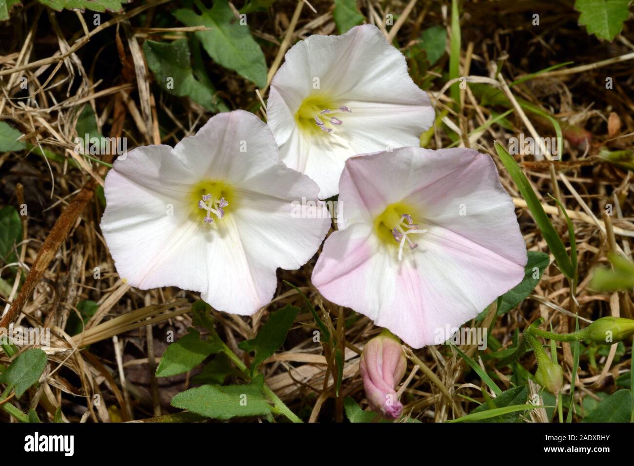 Convolvulus arvensis (field bindweed) is native to Europe and Asia.  It is a climbing or creeping herbaceous perennial. Stock Photo