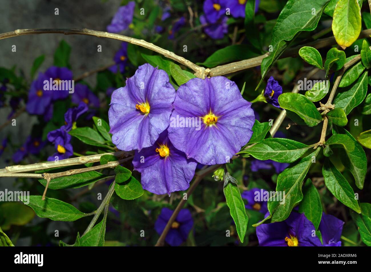 Convolvulus sabatius (ground blue-convolvulus) is native to Italy and North Africa but often seen in cultivation. Stock Photo
