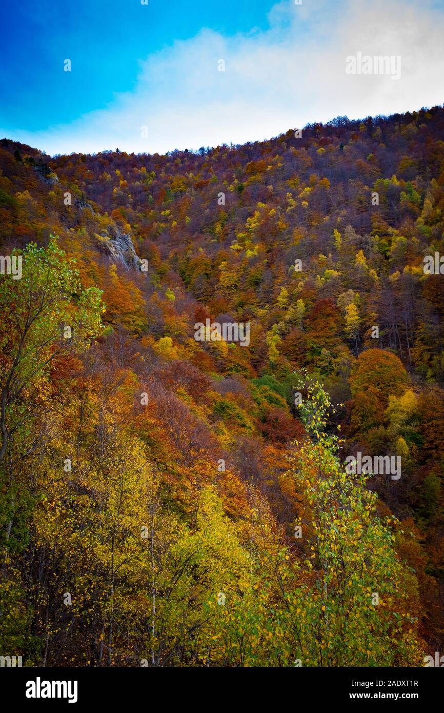 Autumn colours in the French, Pyrenees, near Casteil, Pyrenees Orientales, France. Stock Photo
