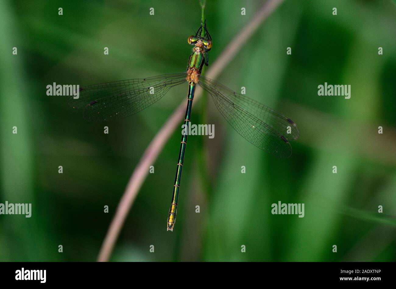 Female emerald damselfly at rest Stock Photo - Alamy