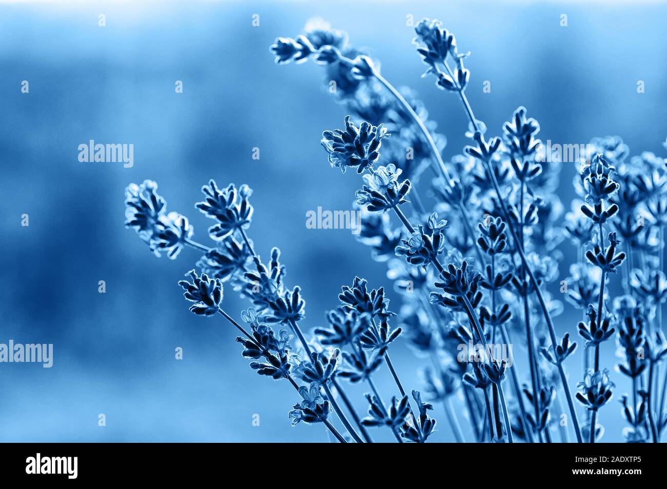 Soft focus lavender hi-res stock photography and images - Alamy