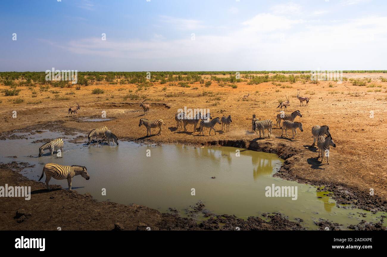 Herd of zebras and oryxes drinking water before sunset at the Olifantsrus waterhole in Etosha National Park, Namibia Stock Photo