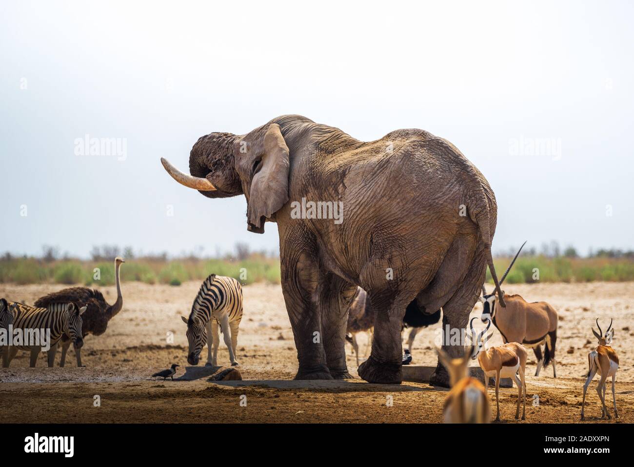 African elephant drinks water at a waterhole in Etosha National Park, Namibia, surrounded by other animals. Etosha is known for its waterholes overfil Stock Photo