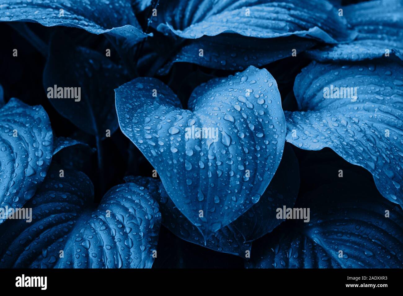 Hosta leaves after the rain. Blue trend background Stock Photo