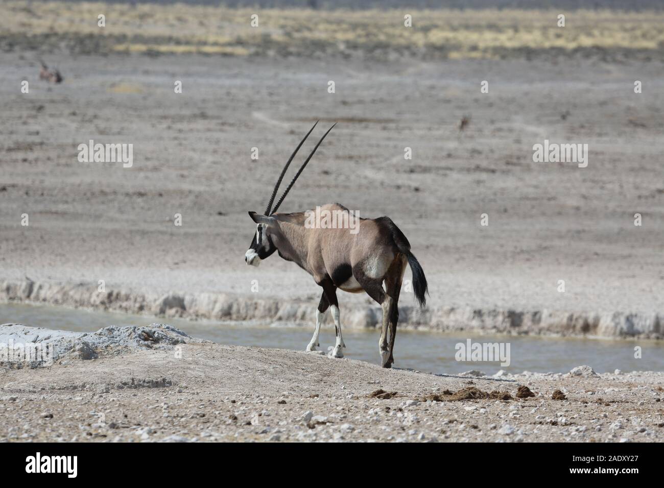 Oryx drinks water from a puddle in Etosha Park Stock Photo