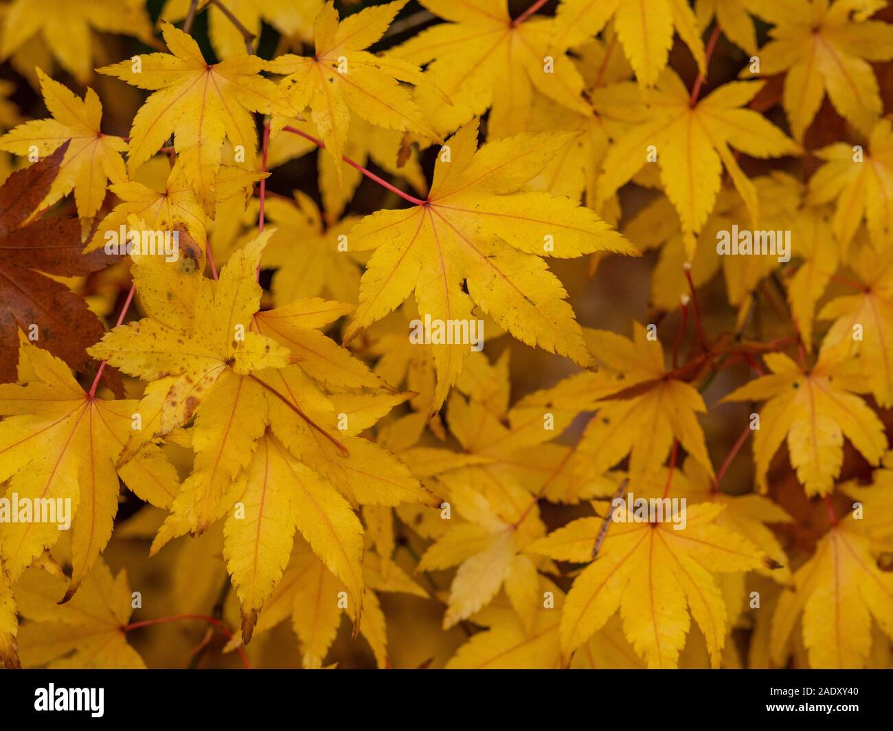 Closeup of lovely vibrant bright yellow leaves on an Acer tree in autumn Stock Photo