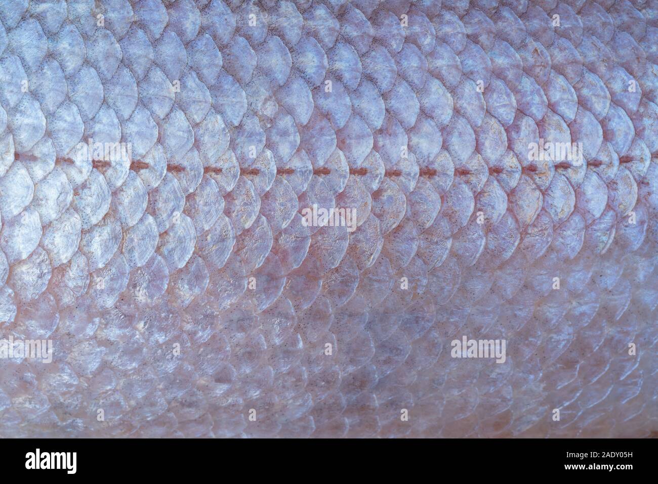 Large fish scales. Natural texture. Symmetrical pattern of scales