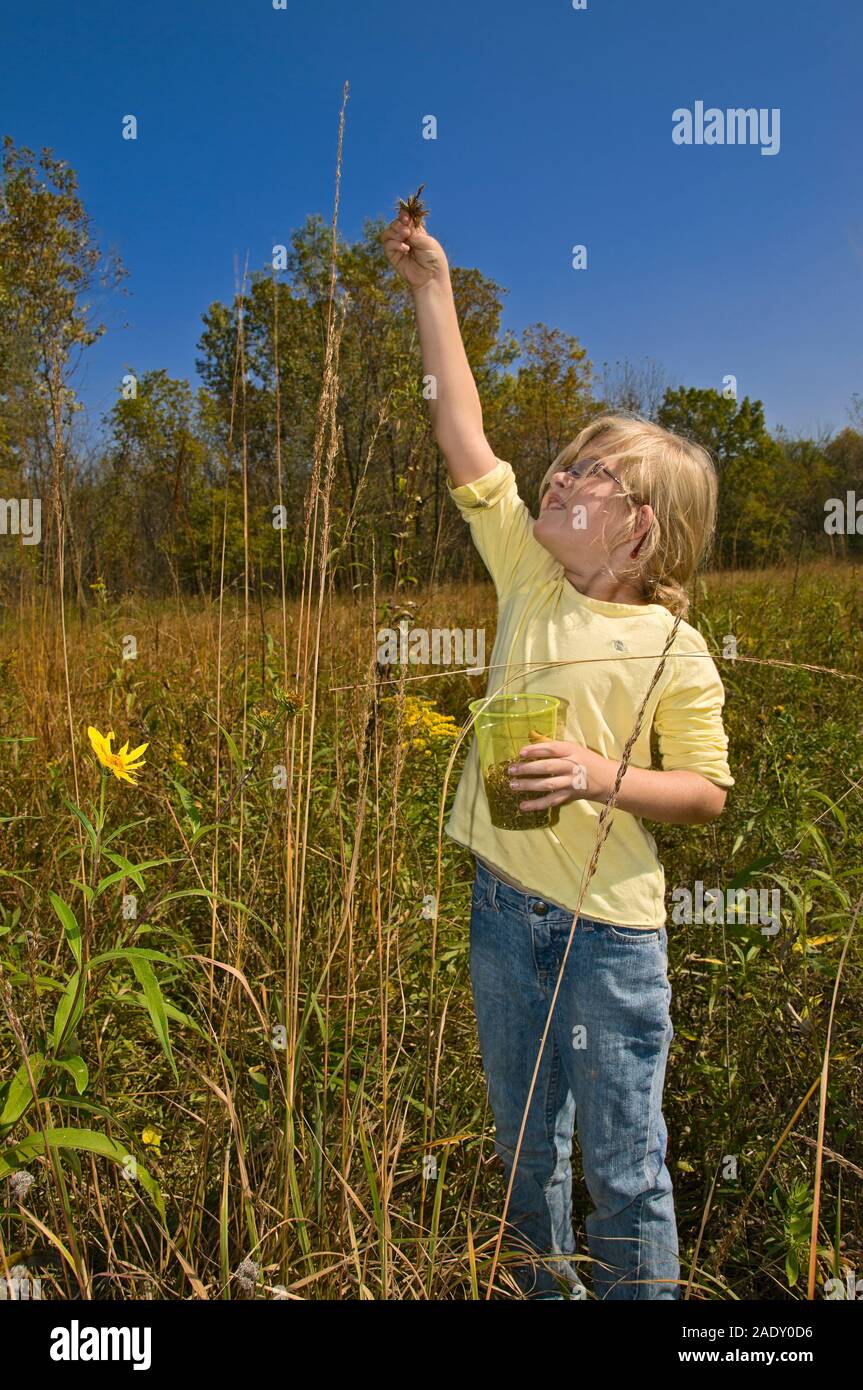 Seven year old Saige Cox collects seed at Kickapp Prairie at a work day. Stock Photo